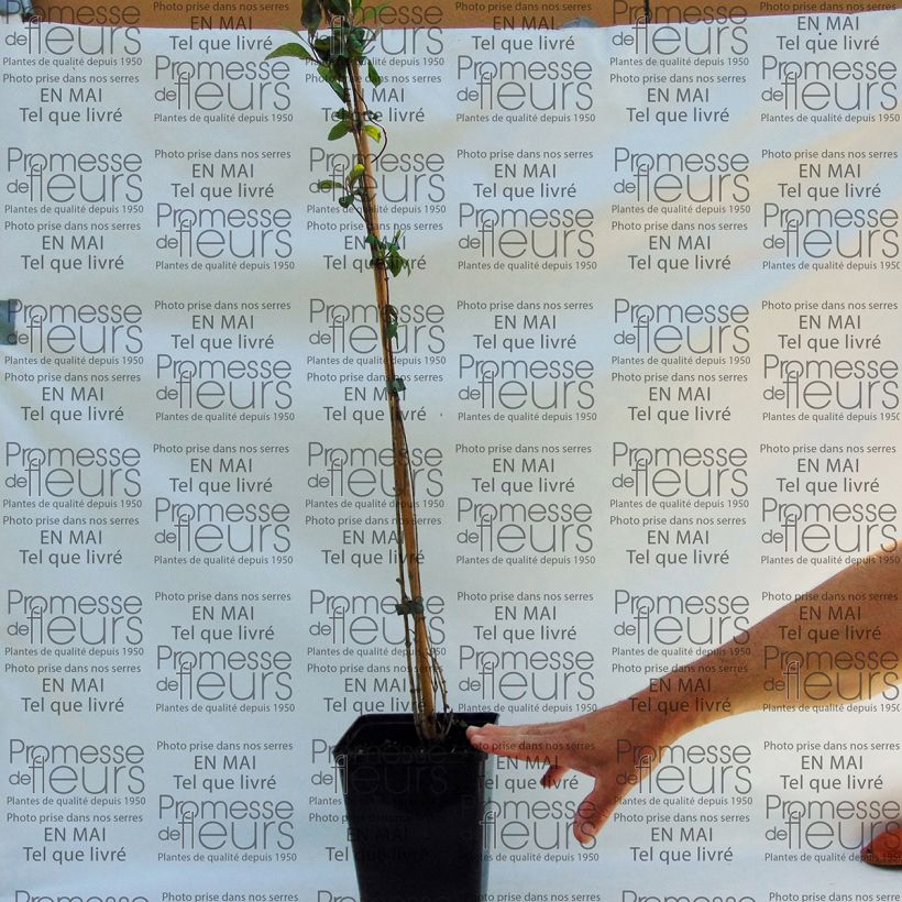 Example of Lonicera periclymenum Fragrant Cloud - European honeysuckle 3L/4L pot specimen as delivered