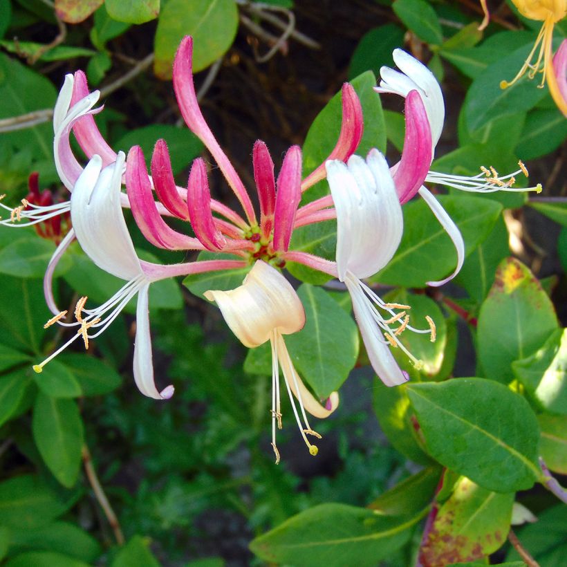 Lonicera x heckrottii Gold Flame - Goldflame Honeysuckle (Flowering)