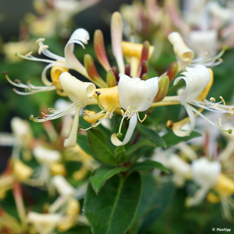 Lonicera Blond & Beyond (Flowering)