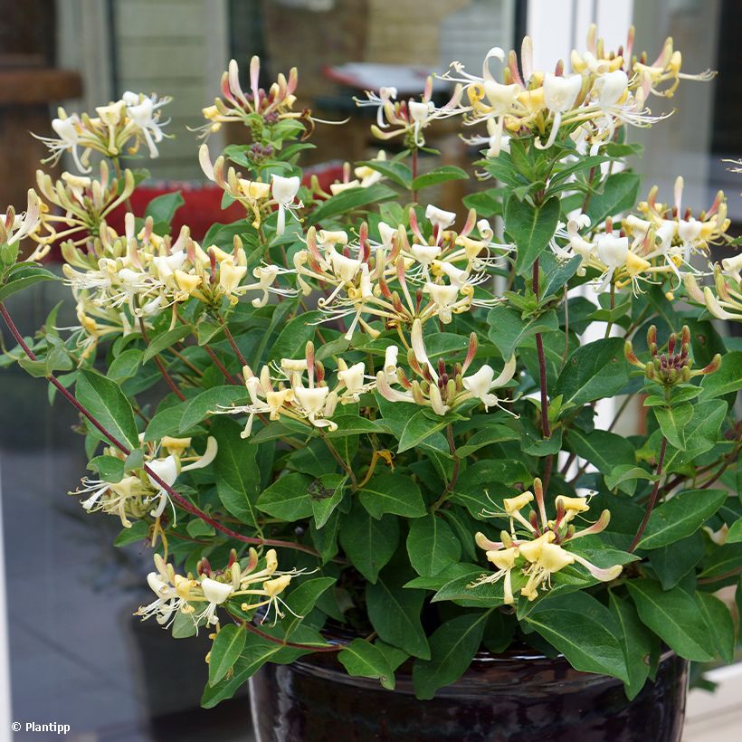 Lonicera Blond & Beyond (Plant habit)