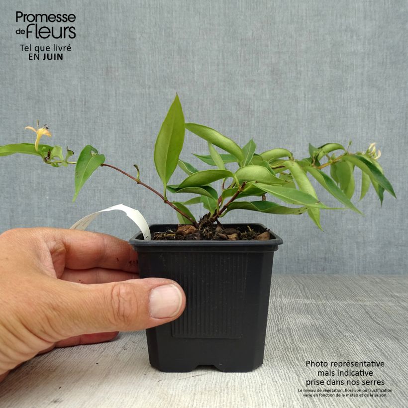 Lonicera henryi 'Marinella' ('Venloma') 8/9 cm pot sample as delivered in summer