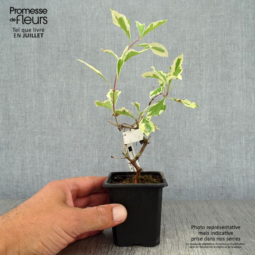 Lonicera caprifolium var. Italica Harlequin 'Sherlite' 8/9 cm pot sample as delivered in summer