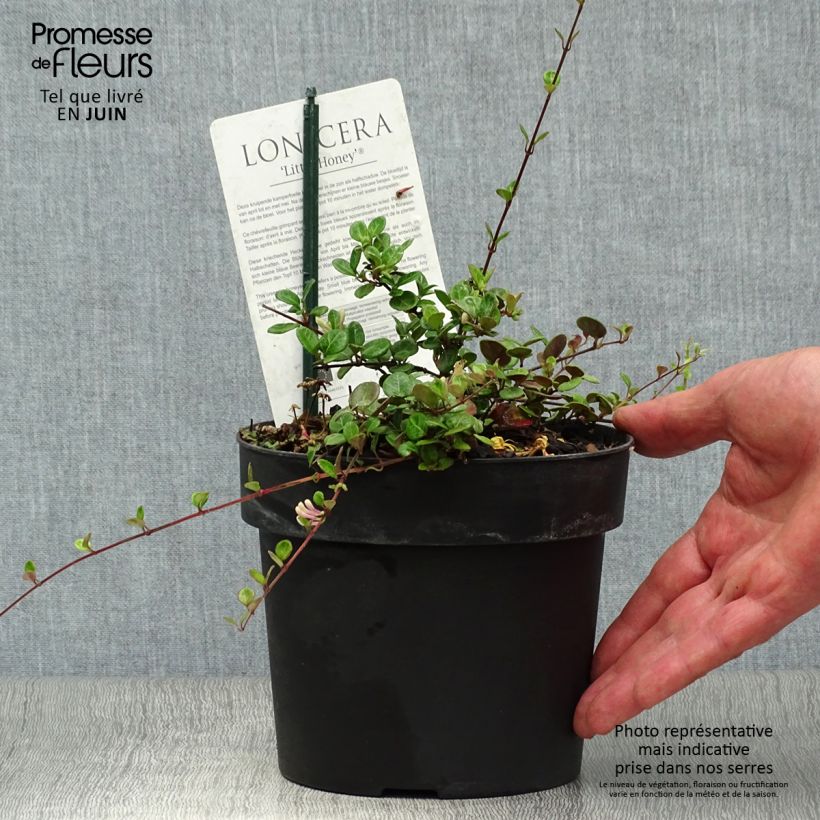 Lonicera crassifolia Little Honey 2L/3L pot sample as delivered in summer
