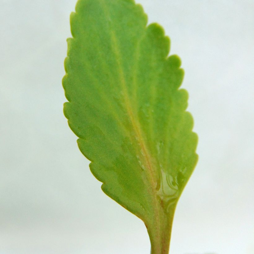 Chiastophyllum oppositifolium (Foliage)