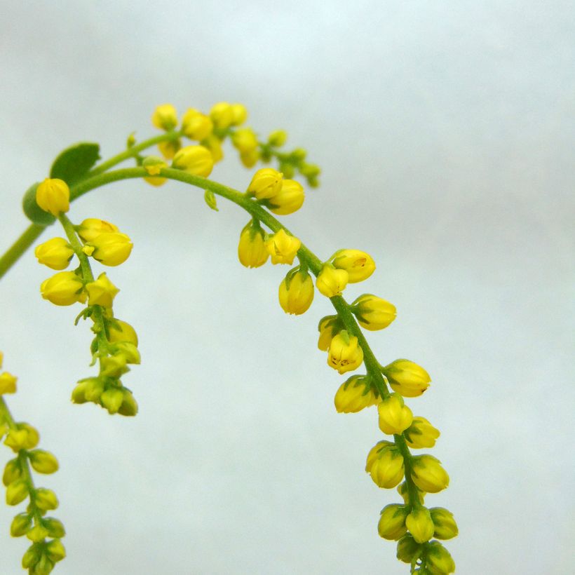 Chiastophyllum oppositifolium (Flowering)