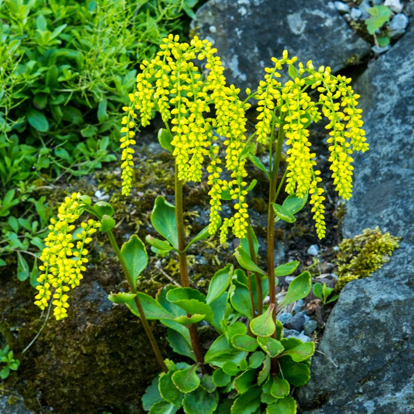 Chiastophyllum oppositifolium (Plant habit)