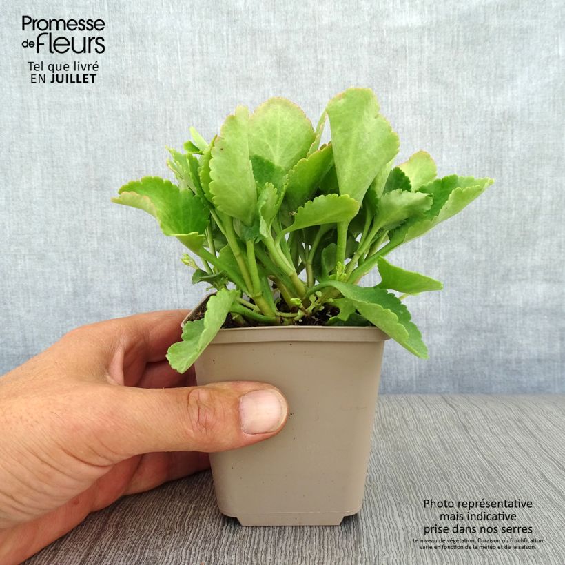 Chiastophyllum oppositifolium 8/9 cm pot sample as delivered in summer
