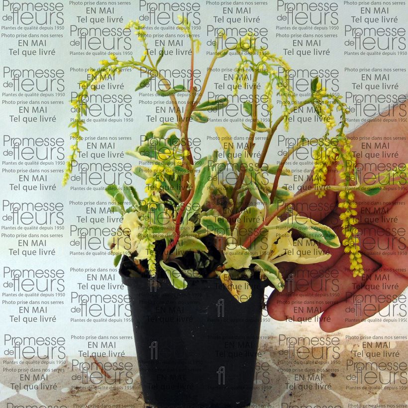 Example of Chiastophyllum oppositifolium Variegatum 8/9 cm pot specimen as delivered