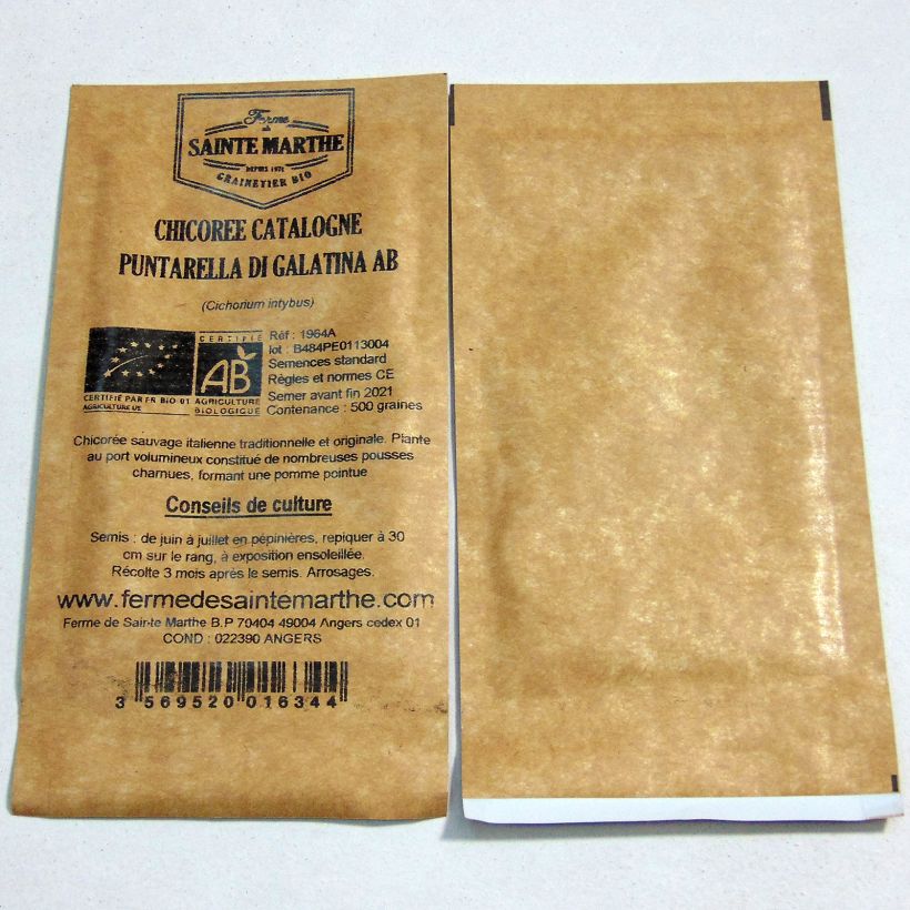 Example of Organic Chicory Catalogna Puntarella di Galatina - Ferme de Sainte Marthe seeds - Cichorium intybus per pack of 500 seeds specimen as delivered