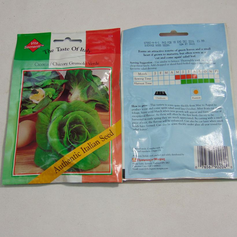 Example of Chicory Grumolo Verde specimen as delivered