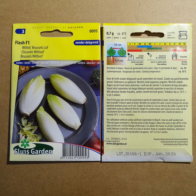 Example of Chicory Witloof Flash F1 seeds - Cichorium intybus per pack of 475 seeds specimen as delivered