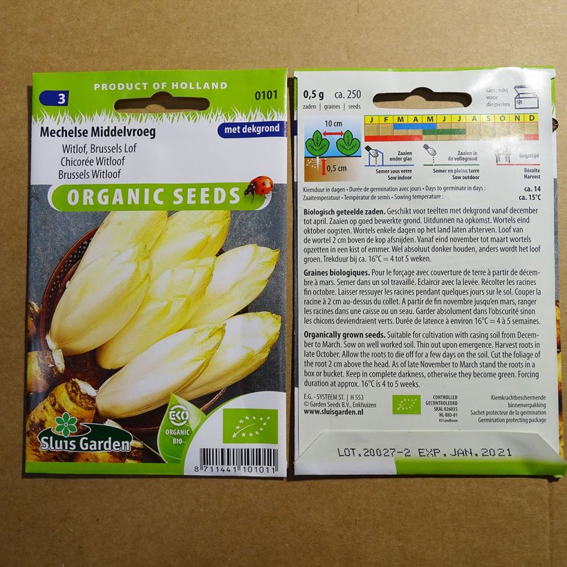 Example of Witloof Chicory Mechelse Middelvroeg per pack of 600 seeds (1g) specimen as delivered