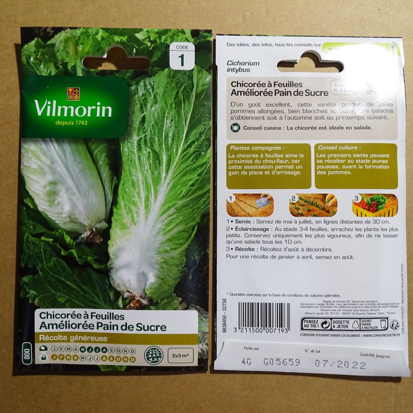 Example of Sugarloaf Chicory Improved - Vilmorin seeds per pack of 2400 seeds (4g) specimen as delivered