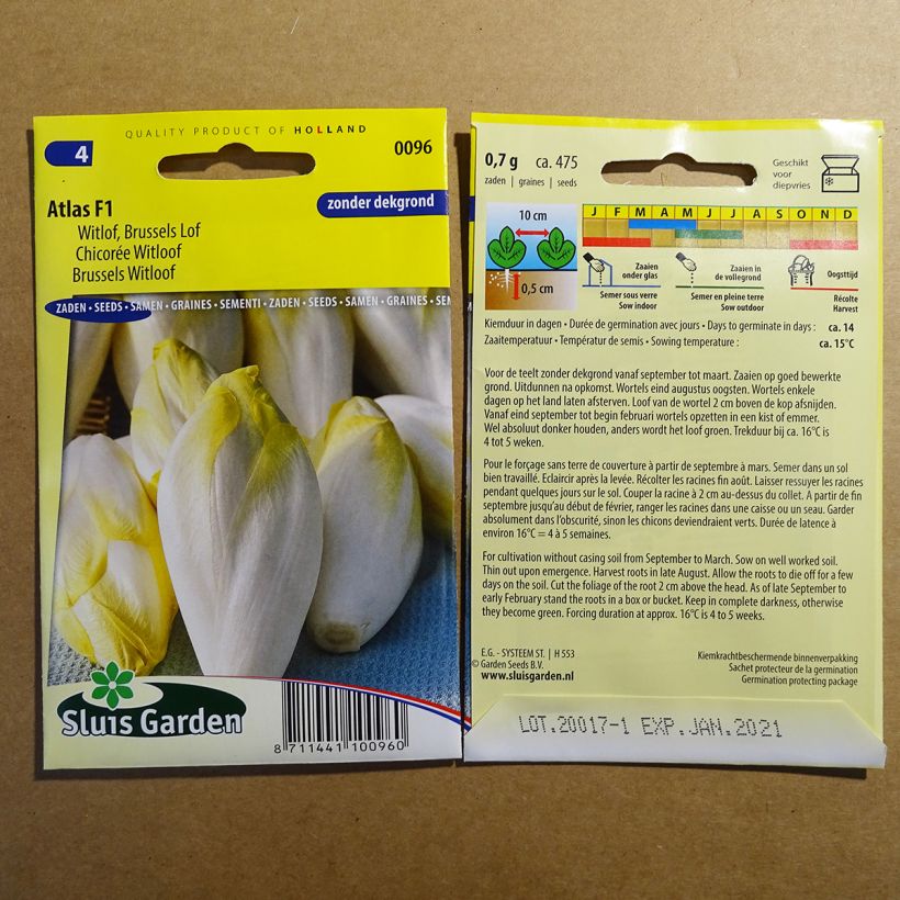 Example of Witloof Chicory Atlas F1 per pack of 475 seeds (0.7g) specimen as delivered