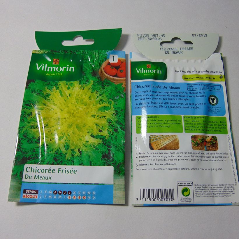Example of Cichorium endivia var. crispum de Meaux per pack of 2400 seeds (4g) specimen as delivered