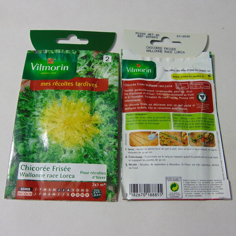 Example of Cichorium endivia var. crispum Wallonne race Lorca per pack of 2400 seeds (4g) specimen as delivered