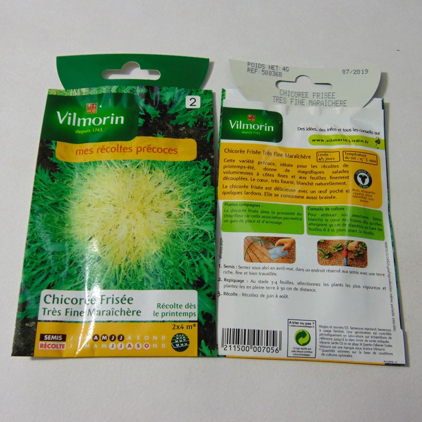 Example of Cichorium endivia var. crispum très fine maraîchère 3 per pack of 2400 seeds (4g) specimen as delivered