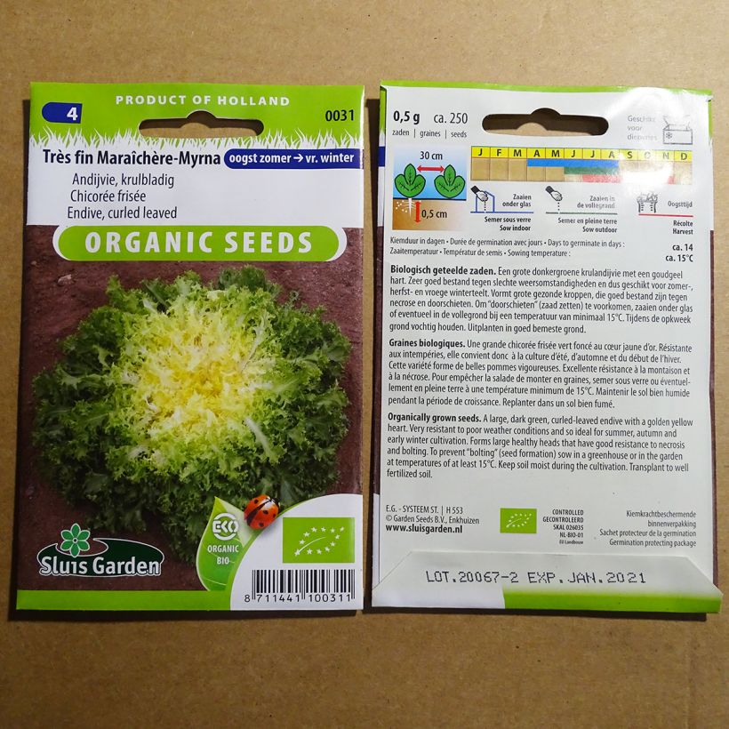 Example of Frisée endive Très Fine Maraîchère Myrna (Chicory) per pack of 250 seeds (0.5g) specimen as delivered