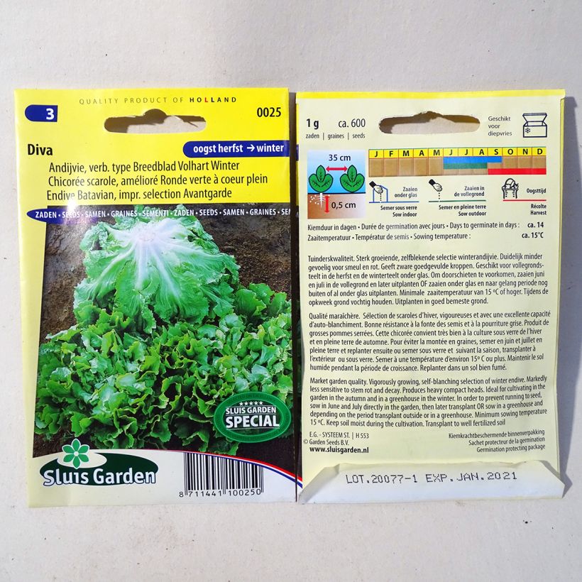 Example of Escarole Endive Diva - Cichorium endivia per pack of 600 seeds (1g) specimen as delivered