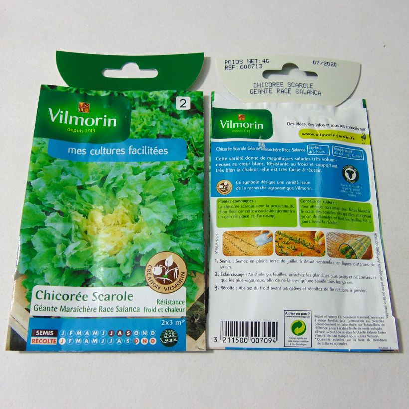 Example of Escarole Géante Maraîchère Salanca - Vilmorin Seeds per pack of 2400 seeds (4g) specimen as delivered