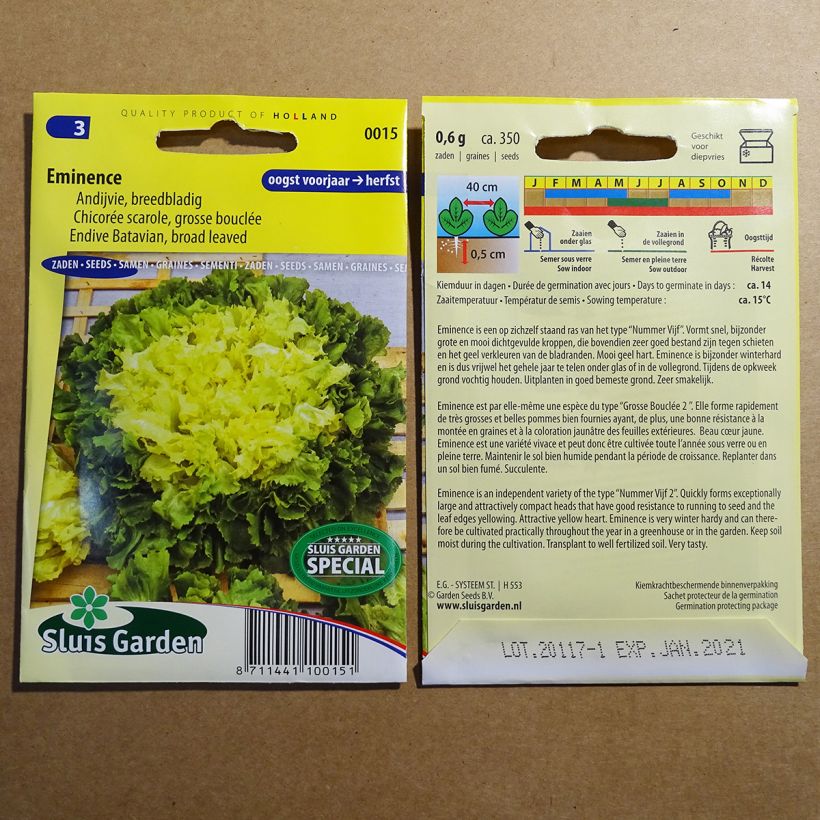 Example of Escarole Grosse Bouclée Eminence per pack of 350 seeds specimen as delivered