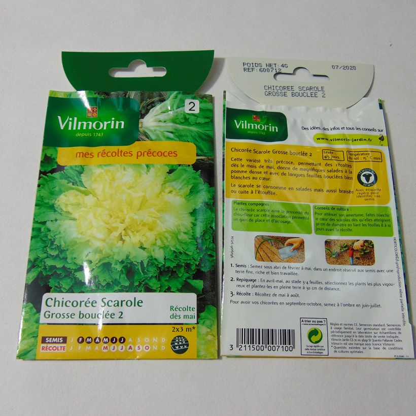 Example of Escarole Grosse Bouclée 2 - Vilmorin Seeds per pack of 2400 seeds (4g) specimen as delivered
