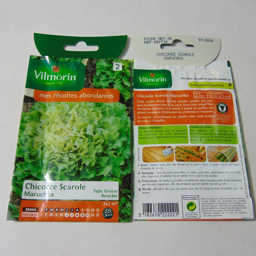 Example of Escarole Maruschka - Vilmorin Seeds per pack of 1200 seeds (2g) specimen as delivered