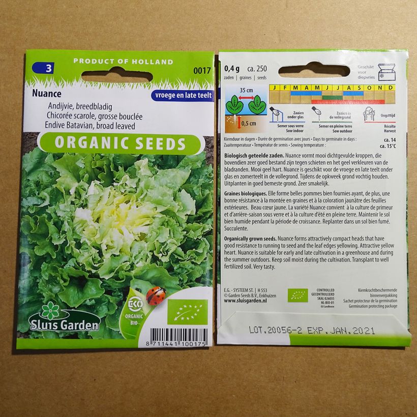 Example of Escarole Nuance per pack of 250 seeds specimen as delivered