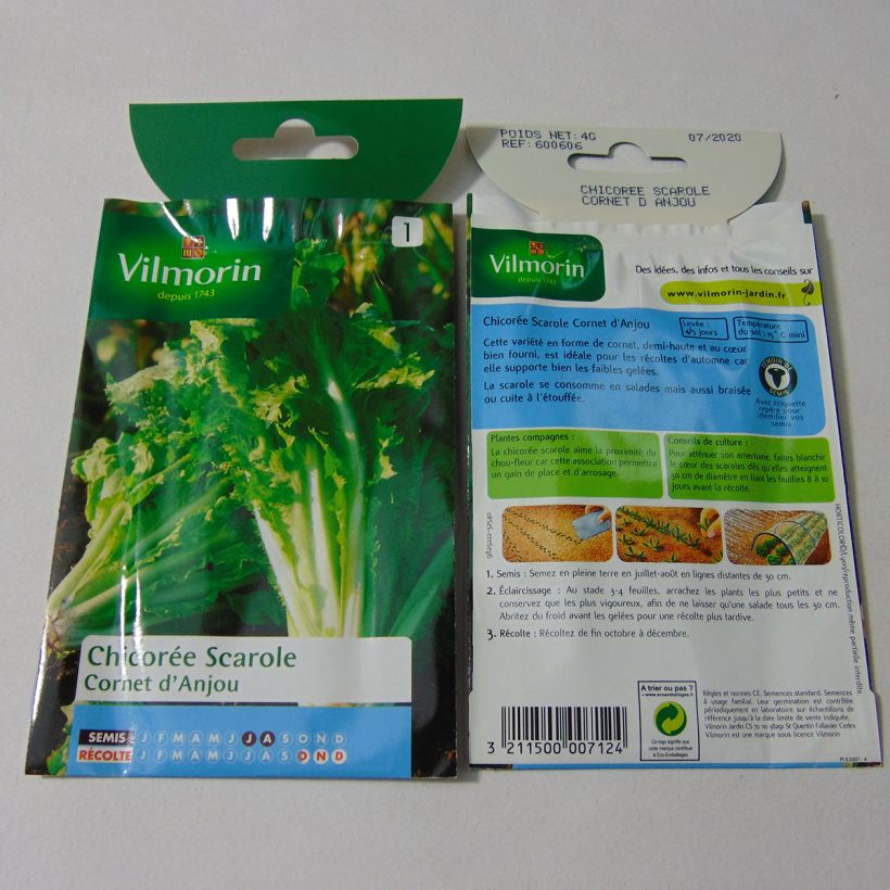 Example of Escarole Cornet dAnjou - Vilmorin Seeds per pack of 2400 seeds (4g) specimen as delivered