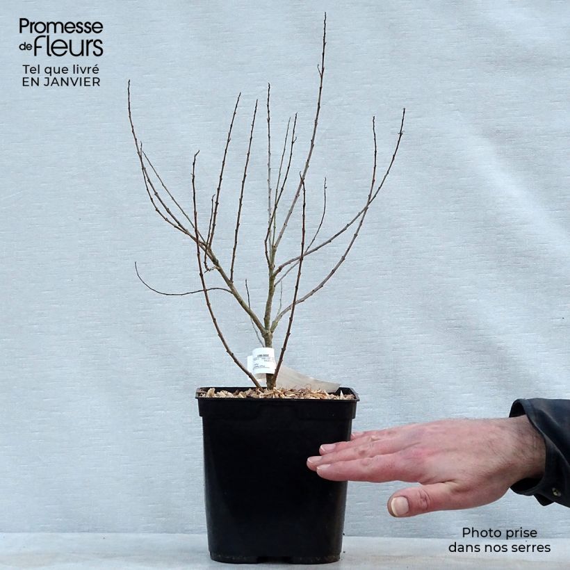 Chilopsis linearis 3L/4L pot sample as delivered in winter