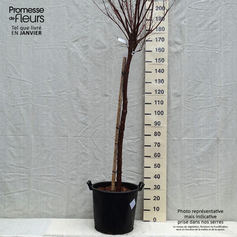 Chilopsis linearis Burgundy 30L/35L pot sample as delivered in winter