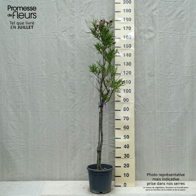 Chilopsis linearis 7.5L/10L pot sample as delivered in summer