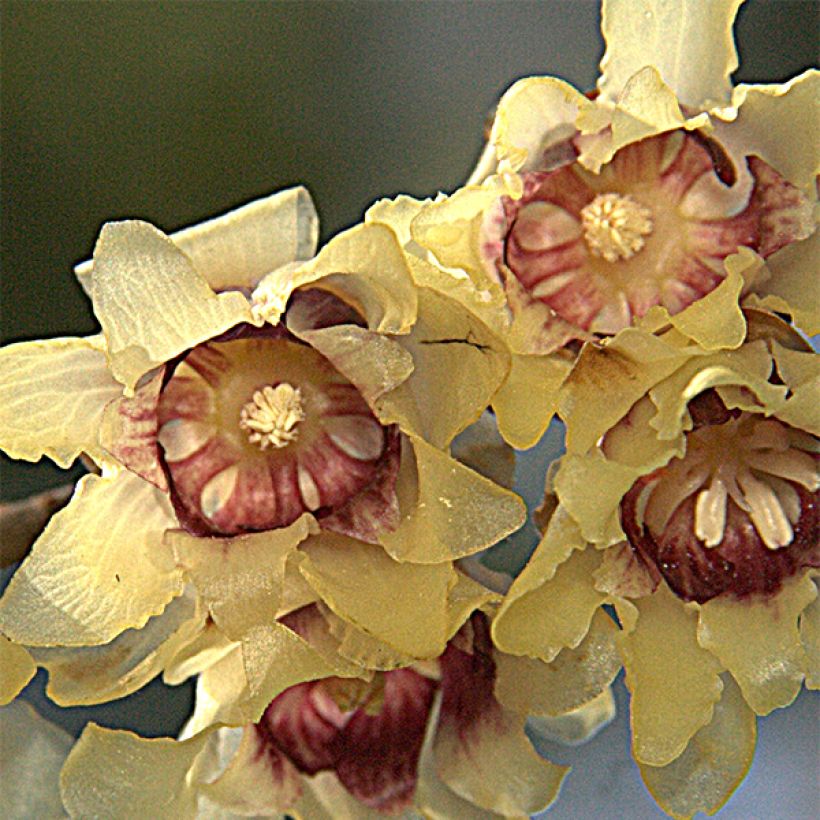 Chimonanthus praecox Grandiflorus (Flowering)
