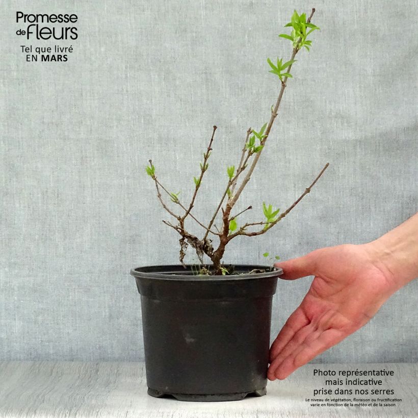 Chimonanthus praecox 3L/4L pot sample as delivered in spring