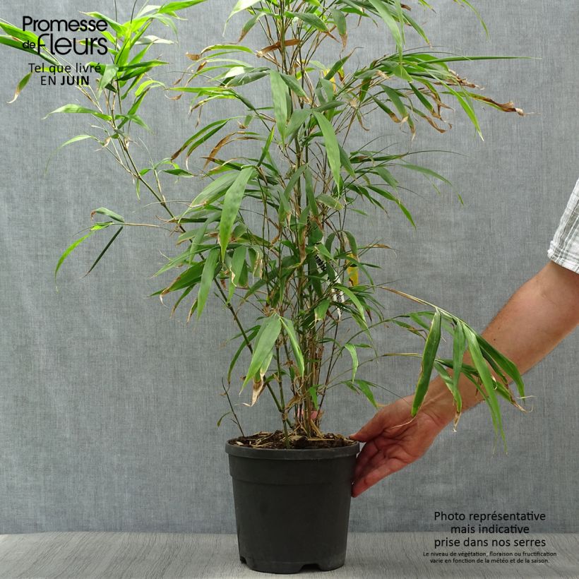 Chimonobambusa quadrangularis 4L/5L pot sample as delivered in summer