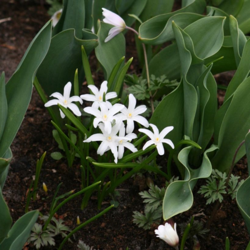 Chionodoxa luciliae Alba (Plant habit)