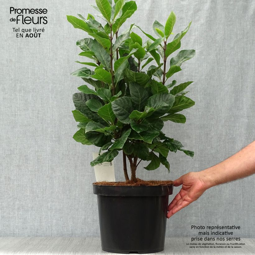 Chionanthus virginicus 7.5L/10L pot sample as delivered in summer