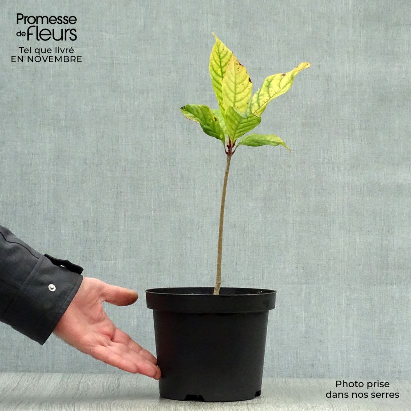 Chionanthus virginicus 2L/3L pot sample as delivered in autumn