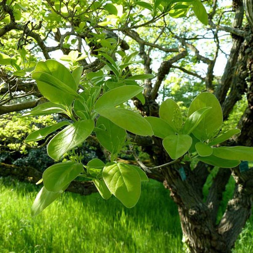 Chionanthus retusus (Foliage)