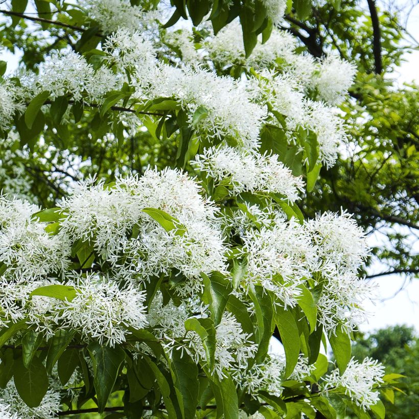 Chionanthus retusus (Flowering)