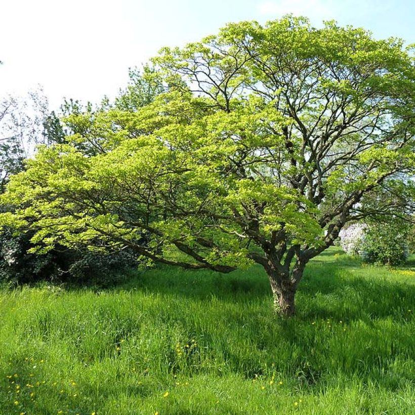 Chionanthus retusus (Plant habit)