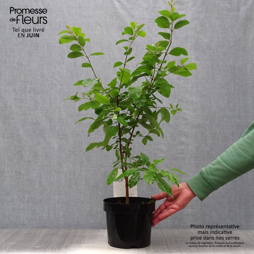 Chionanthus retusus 4L/5L pot sample as delivered in summer