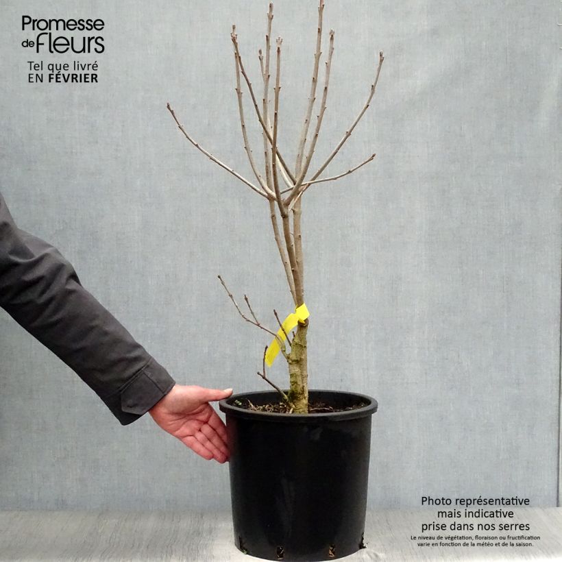 Chionanthus virginicus 7.5L/10L pot sample as delivered in winter