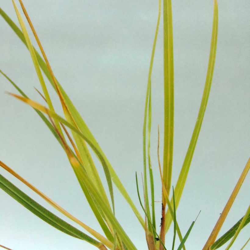 Chionochloa conspicua (Foliage)