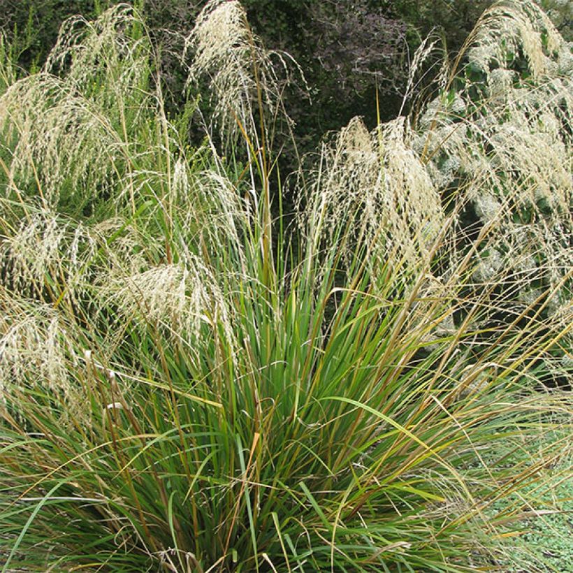 Chionochloa conspicua (Flowering)