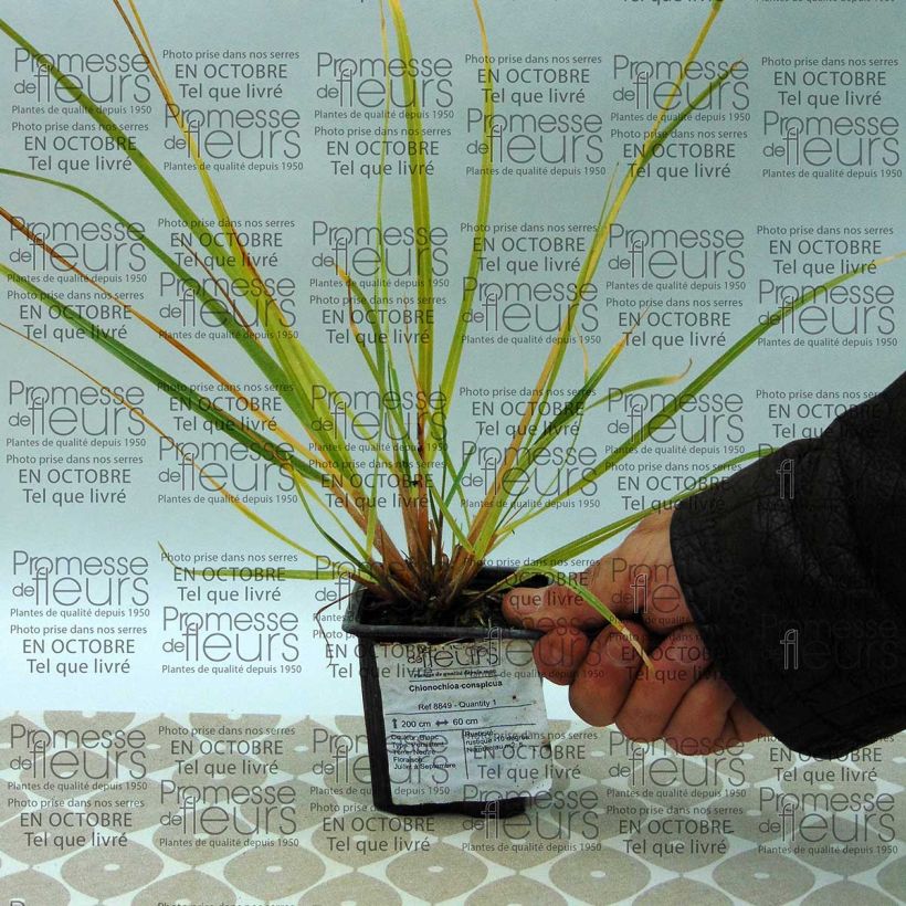 Example of Chionochloa conspicua 8/9 cm pot specimen as delivered