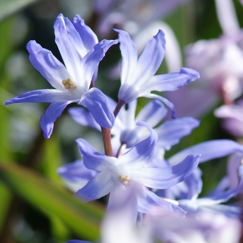 Chionodoxa forbesii Mix (Flowering)