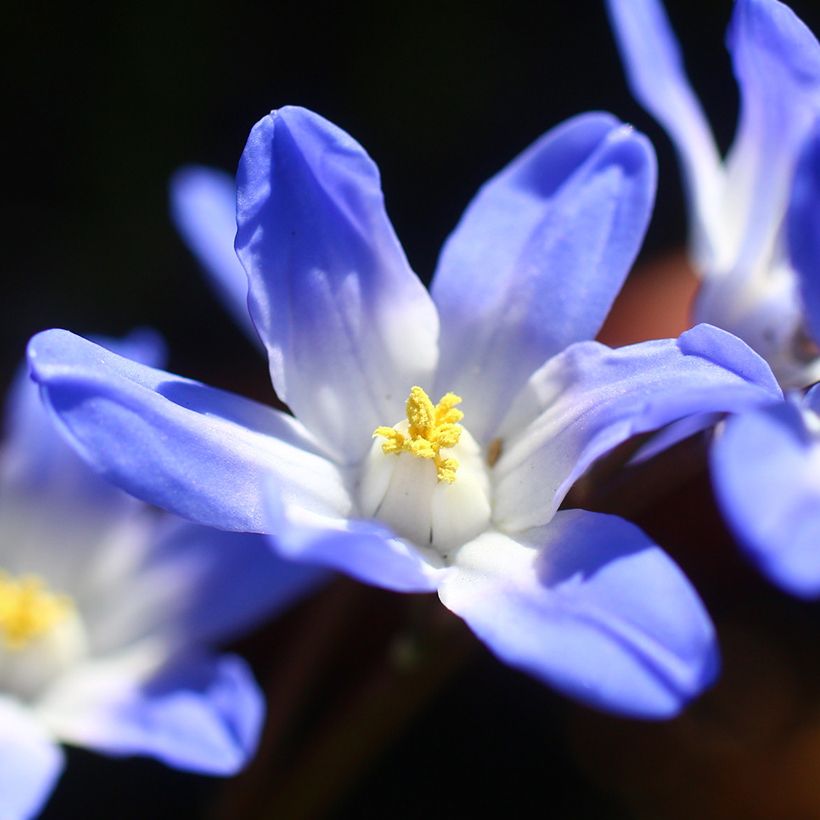 Chionodoxa forbesii Blue Giant (Flowering)