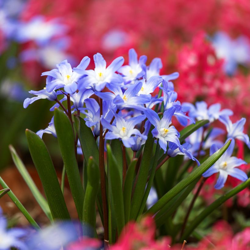 Chionodoxa forbesii Blue Giant (Plant habit)