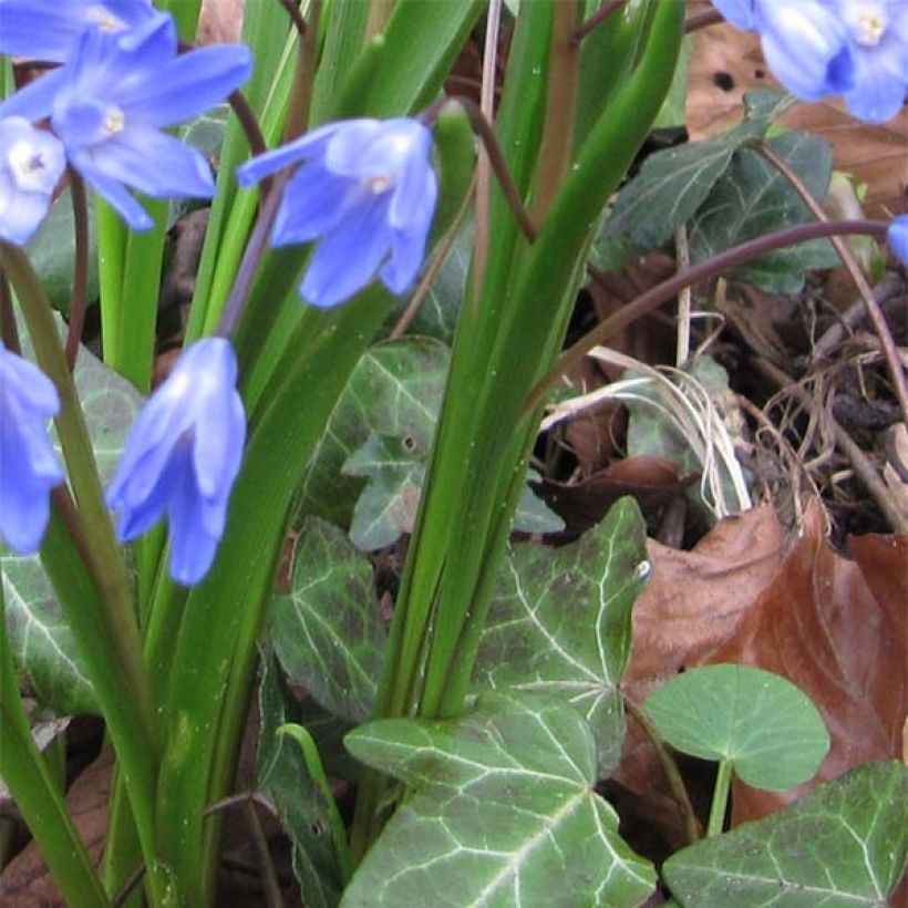 Chionodoxa forbesii (Foliage)